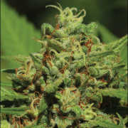  EMERALD FIRE OG cannabis plants in bloom, grown from Feminised seeds – ideal for home cultivation from Humboldt Seed Organization