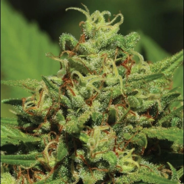  EMERALD FIRE OG cannabis plants in bloom, grown from Feminized seeds – ideal for home cultivation from Humboldt Seed Organization