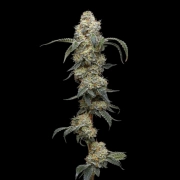 FARMER'S DAUGHTER cannabis plants in bloom, grown from Feminized seeds – ideal for home cultivation from Humboldt Seed Company