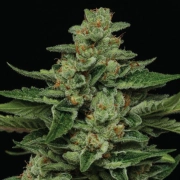 FORTUNE COOKIE cannabis plants in bloom, grown from Feminized seeds – ideal for home cultivation from Humboldt Seed Company