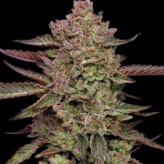 GAZZURPLE cannabis plants in bloom, grown from Feminized seeds – ideal for home cultivation from Humboldt Seed Company