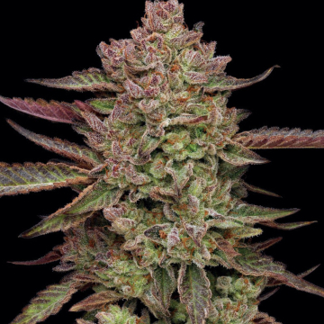 GAZZURPLE cannabis plants in bloom, grown from Feminised seeds – ideal for home cultivation from Humboldt Seed Company
