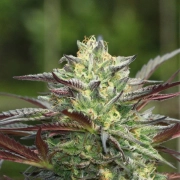 G.S. COOKIES cannabis plants in bloom, grown from Feminized seeds – ideal for home cultivation from Humboldt Seed Company