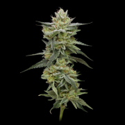 Hella Jelly cannabis plants in bloom, grown from Feminised seeds – ideal for home cultivation from Humboldt Seed Company