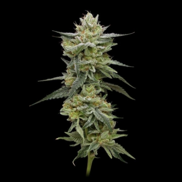 Hella Jelly cannabis plants in bloom, grown from Feminized seeds – ideal for home cultivation from Humboldt Seed Company