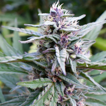 HI-BISCUS cannabis plants in bloom, grown from Feminised seeds – ideal for home cultivation from Humboldt Seed Company