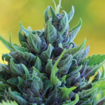 HUMBOLDT DREAM cannabis plants in bloom, grown from Feminised seeds – ideal for home cultivation from Humboldt Seed Company