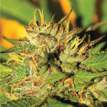 HUMBOLDT HEADBAND cannabis plants in bloom, grown from Feminized seeds – ideal for home cultivation from Humboldt Seed Company