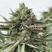HUMBOLDT POUND CAKE cannabis plants in bloom, grown from Feminized seeds – ideal for home cultivation from Humboldt Seed Company