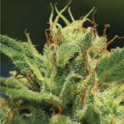 SOUR DIESEL cannabis plants in bloom, grown from Feminized seeds – ideal for home cultivation from Humboldt Seed Company