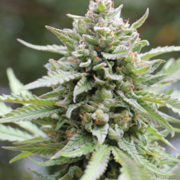 LEMONGRASS cannabis plants in bloom, grown from Feminised seeds – ideal for home cultivation from Humboldt Seed Company