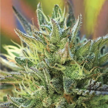 LEMON KUSH cannabis plants in bloom, grown from Feminised seeds – ideal for home cultivation from Humboldt Seed Company