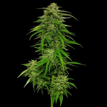 MANGO SHERBERT cannabis plants in bloom, grown from Feminized seeds – ideal for home cultivation from Humboldt Seed Company