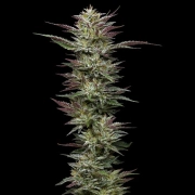 NUTTER BUDDER cannabis plants in bloom, grown from Feminized seeds – ideal for home cultivation from Humboldt Seed Company