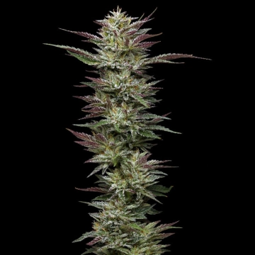 NUTTER BUDDER cannabis plants in bloom, grown from Feminized seeds – ideal for home cultivation from Humboldt Seed Company
