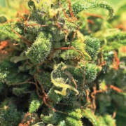 PINEAPPLE UPSIDE DOWN CAKE cannabis plants in bloom, grown from Feminized seeds – ideal for home cultivation from Humboldt Seed Company