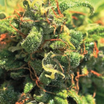 PINEAPPLE UPSIDE DOWN CAKE cannabis plants in bloom, grown from Feminized seeds – ideal for home cultivation from Humboldt Seed Company