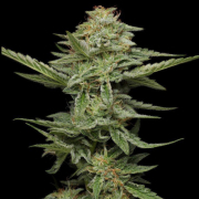 PISTACHIO cannabis plants in bloom, grown from Feminised seeds – ideal for home cultivation from Humboldt Seed Company