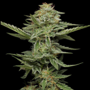 PISTACHIO cannabis plants in bloom, grown from Feminised seeds – ideal for home cultivation from Humboldt Seed Company