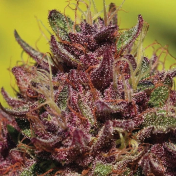 Purple Mountain Majesty cannabis plants in bloom, grown from Feminized seeds – ideal for home cultivation from Humboldt Seed Company
