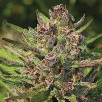 P.P.D cannabis plants in bloom, grown from Feminised seeds – ideal for home cultivation from Humboldt Seed Company