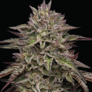 ROYAL HIGHNESS cannabis plants in bloom, grown from Feminized seeds – ideal for home cultivation from Humboldt Seed Company