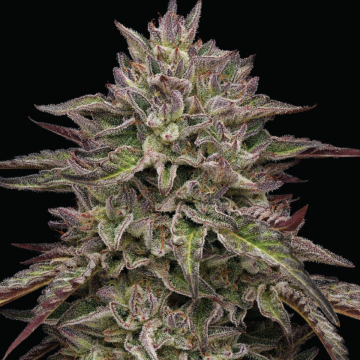 ROYAL HIGHNESS cannabis plants in bloom, grown from Feminised seeds – ideal for home cultivation from Humboldt Seed Company