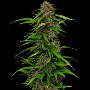 SQUIRT cannabis plants in bloom, grown from Feminized seeds – ideal for home cultivation from Humboldt Seed Company