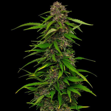 SQUIRT cannabis plants in bloom, grown from Feminised seeds – ideal for home cultivation from Humboldt Seed Company