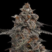 Oreoz x Orange Punch cannabis plants in bloom, grown from Feminized seeds – ideal for home cultivation from Terp Treez Co