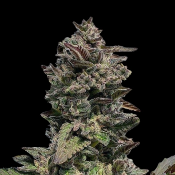 Auto Forbidden Mints cannabis plants in bloom, grown from Automatic seeds – ideal for home cultivation from Terp Treez Co