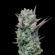 Blue Nerdz cannabis plants in bloom, grown from Feminised seeds – ideal for home cultivation from Terp Treez Co