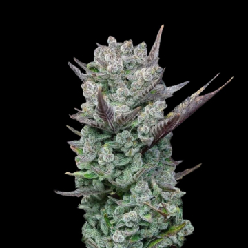 Blue Nerdz cannabis plants in bloom, grown from Feminised seeds – ideal for home cultivation from Terp Treez Co