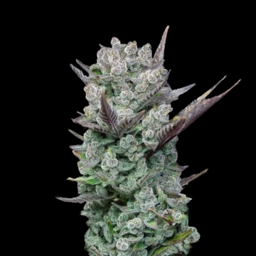 Blue Nerdz cannabis plants in bloom, grown from Feminized seeds – ideal for home cultivation from Terp Treez Co