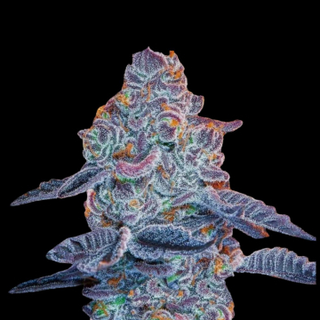 Blue Pancakes S1 cannabis plants in bloom, grown from Feminised seeds – ideal for home cultivation from Terp Treez Co