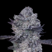 Zoap #39 cannabis plants in bloom, grown from Feminized seeds – ideal for home cultivation from Terp Treez Co