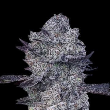 Zoap #39 cannabis plants in bloom, grown from Feminized seeds – ideal for home cultivation from Terp Treez Co