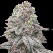 Znapple Fritter cannabis plants in bloom, grown from Feminized seeds – ideal for home cultivation from Terp Treez Co