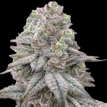 Znapple Fritter cannabis plants in bloom, grown from Feminised seeds – ideal for home cultivation from Terp Treez Co