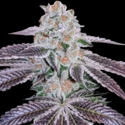 Pink Apple Tartz cannabis plants in bloom, grown from Feminized seeds – ideal for home cultivation from Terp Treez Co