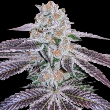 Pink Apple Tartz cannabis plants in bloom, grown from Feminized seeds – ideal for home cultivation from Terp Treez Co