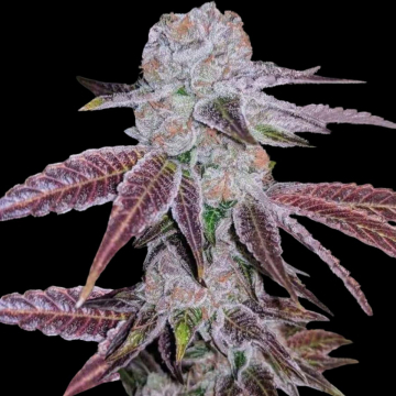 Melon Drip cannabis plants in bloom, grown from Feminised seeds – ideal for home cultivation from Terp Treez Co