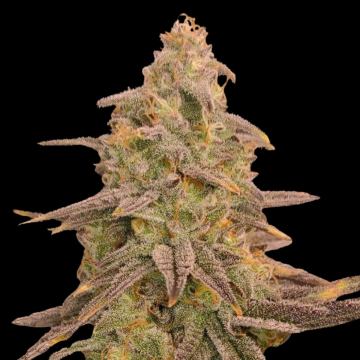 Bizcoff cannabis plants in bloom, grown from Feminised seeds – ideal for home cultivation from Terp Treez Co