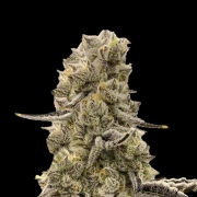 Mochi Mints cannabis plants in bloom, grown from Feminized seeds – ideal for home cultivation from Terp Treez Co