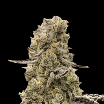 Mochi Mints cannabis plants in bloom, grown from Feminized seeds – ideal for home cultivation from Terp Treez Co