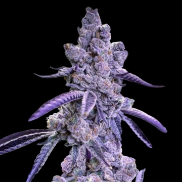 Auto Blue Nerdz cannabis plants in bloom, grown from Automatic seeds – ideal for home cultivation from Terp Treez Co