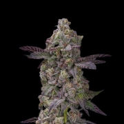 Auto Tre Lime Sorbetto cannabis plants in bloom, grown from Automatic seeds – ideal for home cultivation from Terp Treez Co