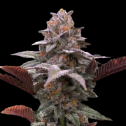 Auto Oreoz x Orange Punch