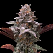 Auto Oreoz x Orange Punch cannabis plants in bloom, grown from Automatic seeds – ideal for home cultivation from Terp Treez Co