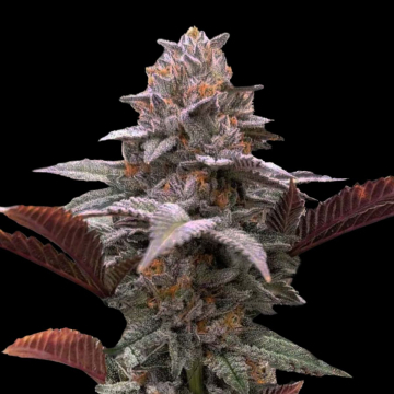 Auto Oreoz x Orange Punch